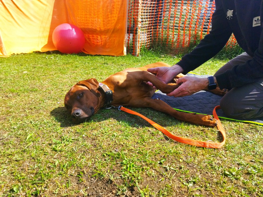 Termine: Mantrailen im Mai &&nbsp;Juni