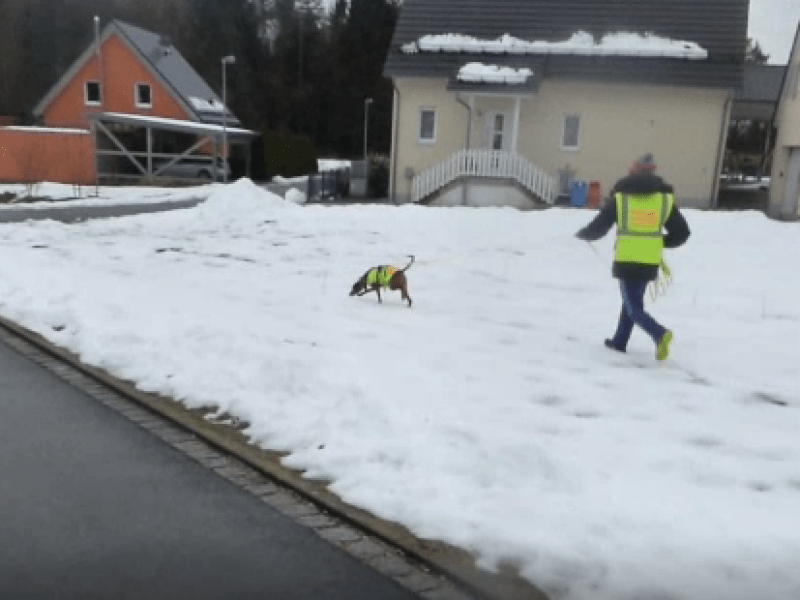 Termine: Mantrailen im November &&nbsp;Dezember