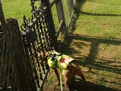 Kurs: Erste Hilfe für&nbsp;Hunde