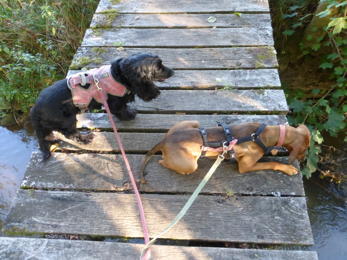 Special Event: Trailwanderung&nbsp;(+Bericht)