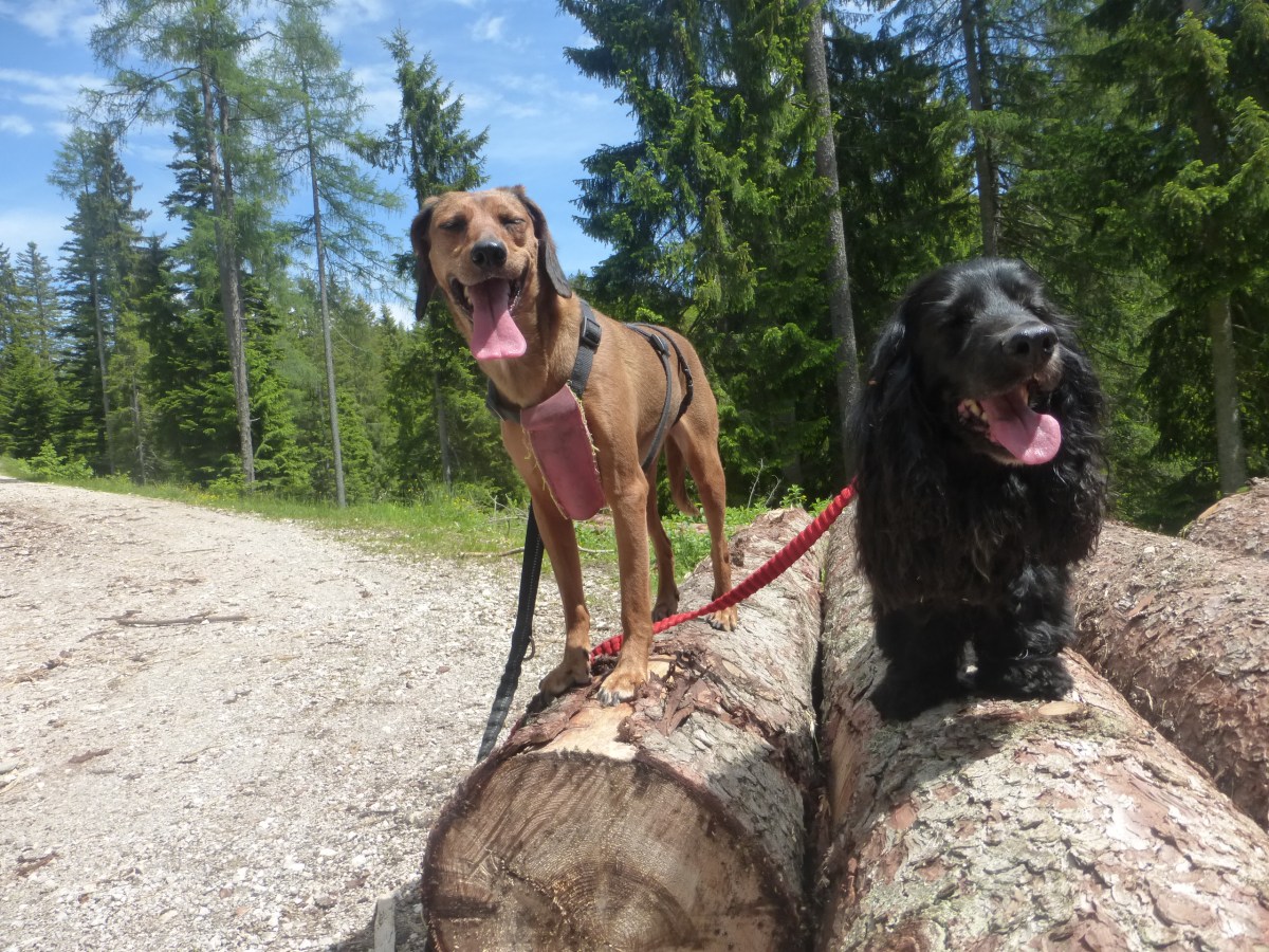 Termine: Mantrailen im Juli &&nbsp;August
