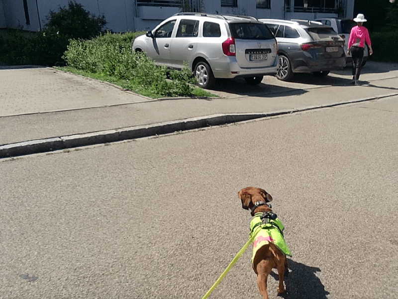 Intensiv Workshop: „Einführung Mantrailing“