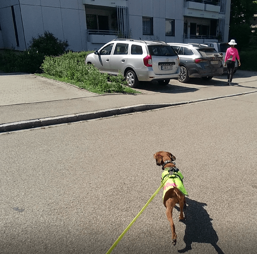 Intensiv Workshop: „Einführung Mantrailing“