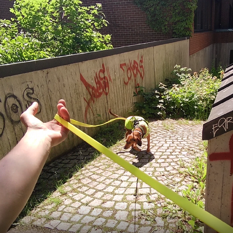 Train the Trainer: 3 Tage Mantrailing&nbsp;Seminar