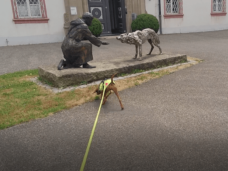 Mantrailing Seminar beim PSV Würzburg am 24. &&nbsp;25.9.22