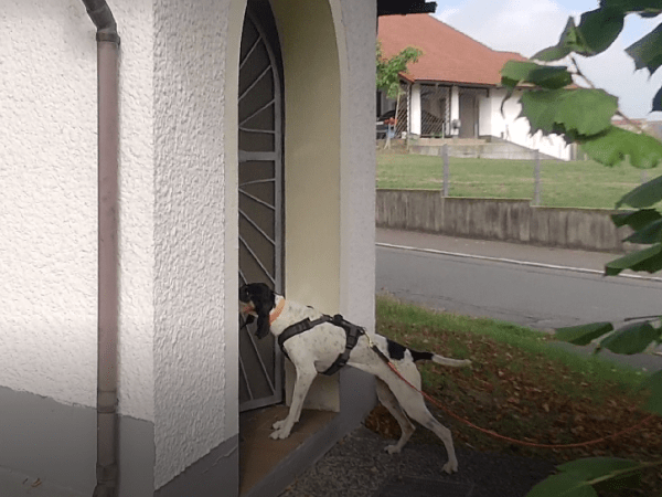 Mantrailingseminar mit Andy Dahlmann&nbsp;(5.1.-8.1.2023)