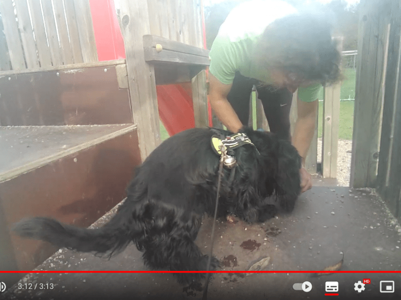 Bericht: Mantrailen in Degelsdorf (Oktober/November 2022)