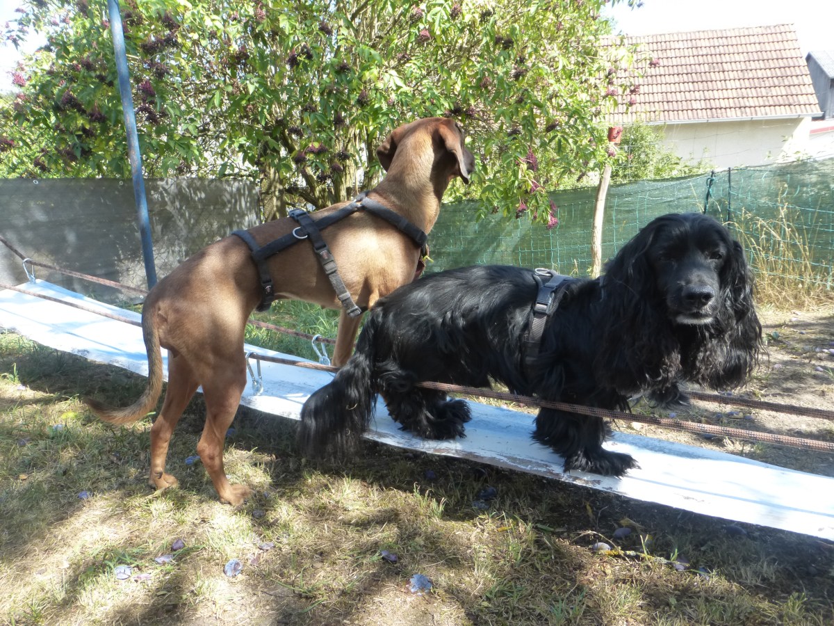 Workshop: Gewandheitstraining für Mantrailer am&nbsp;5.11.22