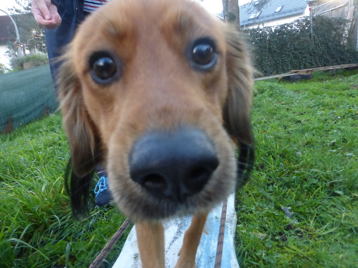 Bericht: Ninja Trailer – so mutig wie wir, ist keiner!&nbsp;(5.11.2022)