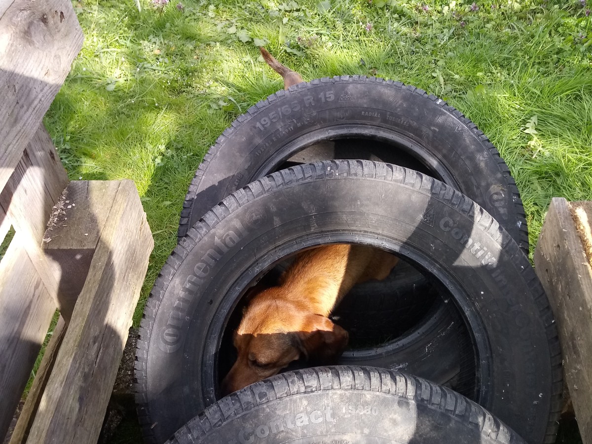 2 Webinare im&nbsp;Juni