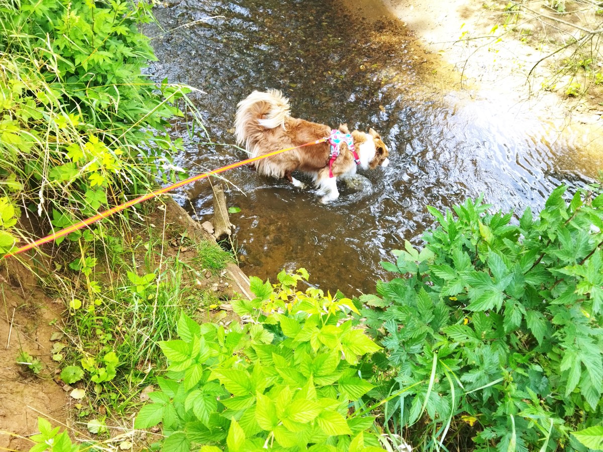 Erste Hilfe am Hund – na, müsst ihr euer Wissen mal wieder&nbsp;auffrischen?