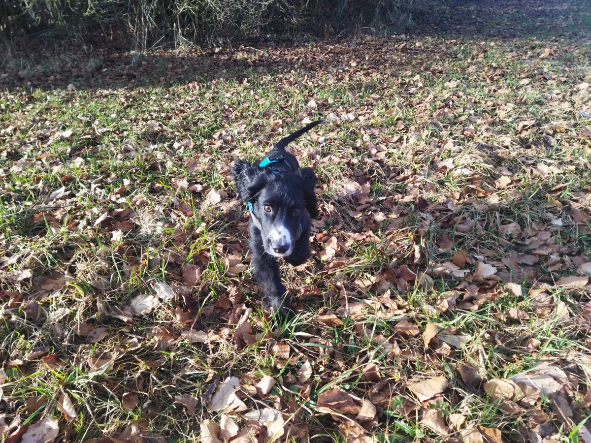 Start eines Welpen ins Mantrailing – das „Drumherum“ (Teil&nbsp;1)